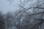 29th Dec 2019 - fog...
