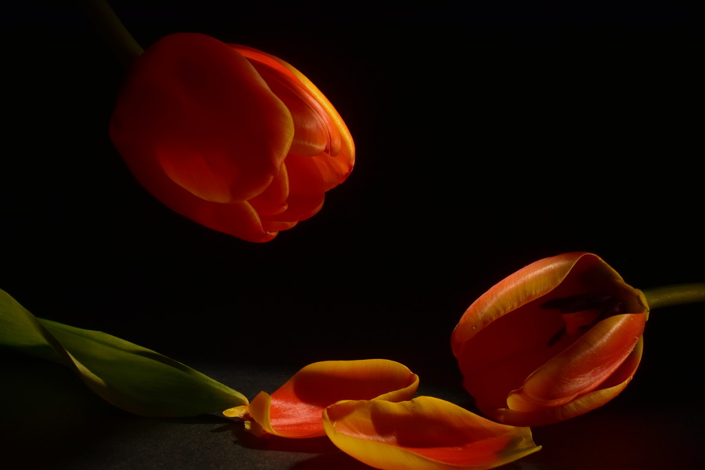 The magic of tulips by jayberg