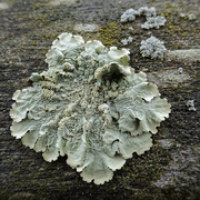 29th Dec 2019 - lichen