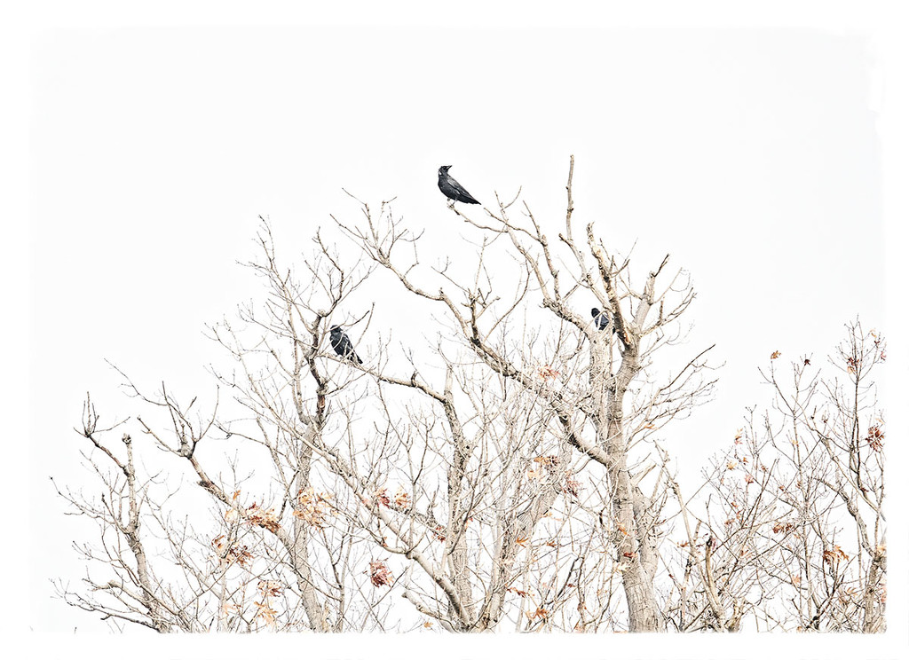 Crow Tree by gardencat