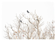 29th Dec 2019 - Crow Tree