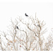 Crow Tree by gardencat