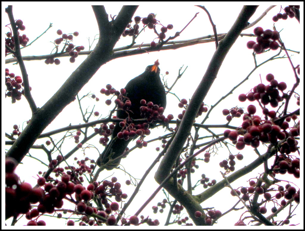 Blackbird eating berries. by grace55