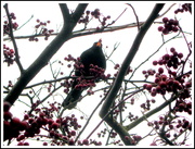 26th Dec 2019 - Blackbird eating berries.