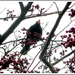 Blackbird eating berries. by grace55