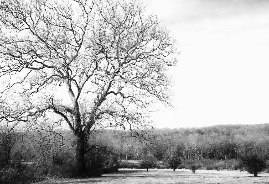 Sycamore Tree  by mzzhope