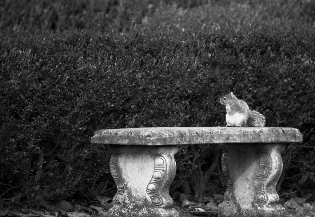 Squirrel on a Park Bench by mzzhope