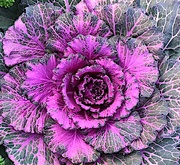 29th Dec 2019 - Ornamental cabbage