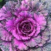 Ornamental cabbage by congaree
