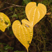 Heart Leaves! by rickster549