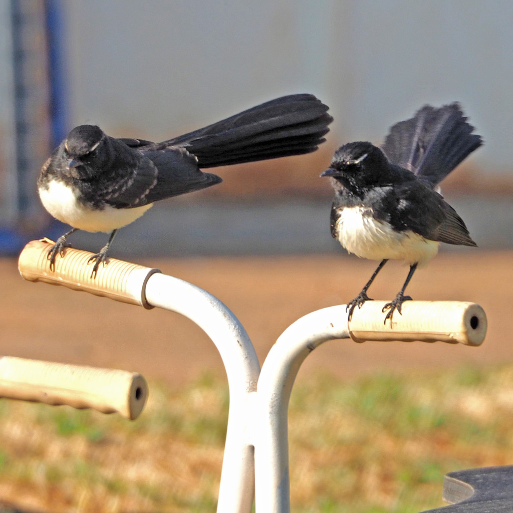 Mr and Mrs Willie Wagtails by ianjb21