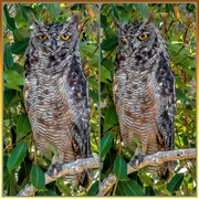 30th Dec 2019 - Spotted Eagle Owl