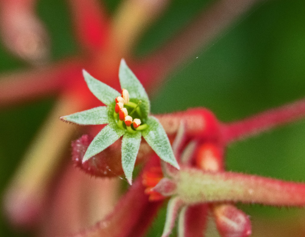 Kangaroo Paw flower by ianjb21