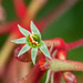 Kangaroo Paw flower by ianjb21
