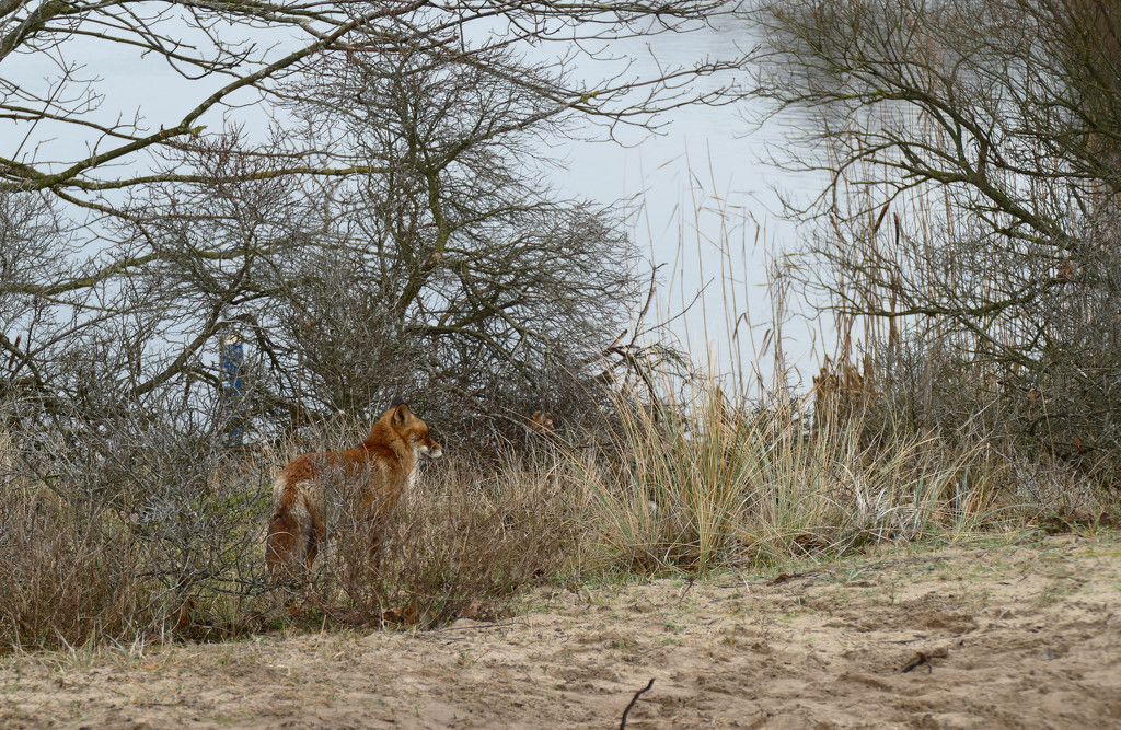 Fox at the waterside by marijbar