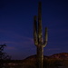 Playing around with night lighting and saguaros  by dridsdale