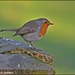 The friendly robin at RSPB by rosiekind
