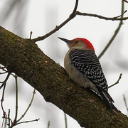 30th Dec 2019 - red-bellied woodpecker