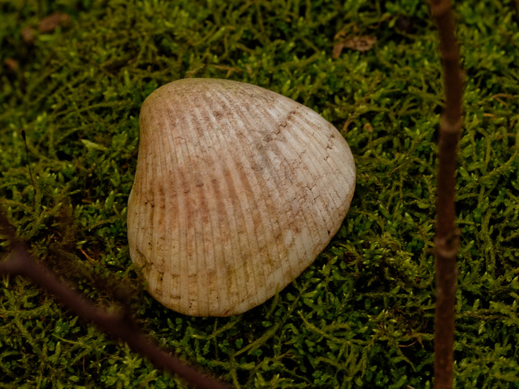 seashell on moss by rminer