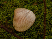 30th Dec 2019 - seashell on moss