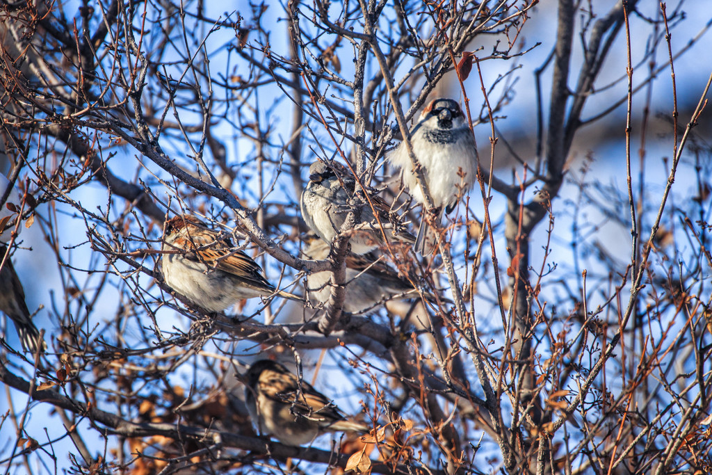 sparrows by aecasey