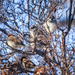 sparrows by aecasey