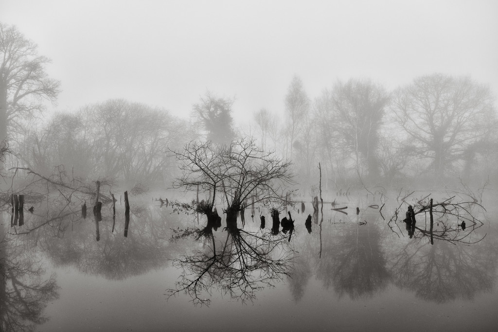 Submerged trees... by vignouse