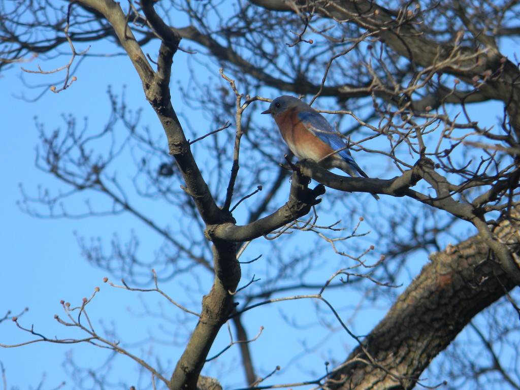 Bluebird in Tree by sfeldphotos