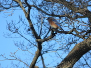 30th Dec 2019 - Bluebird in Tree