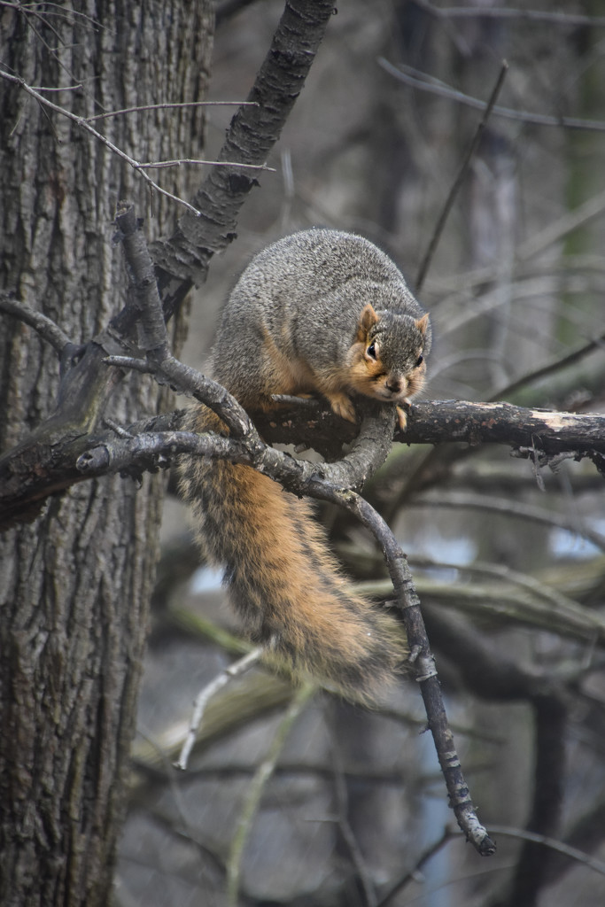 Squirrel by vera365
