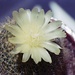 Cactus flower by peterdegraaff