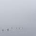 ducks in fog by jackies365