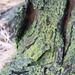 December 29: Lichen by daisymiller