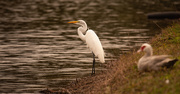 30th Dec 2019 - Egret Being Watched by the White Duck!