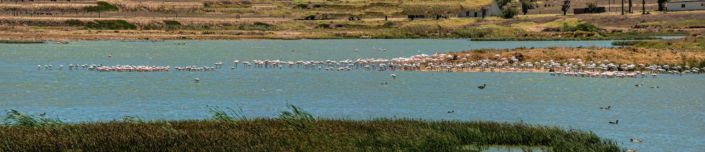 Flamingos wherever one looks by ludwigsdiana