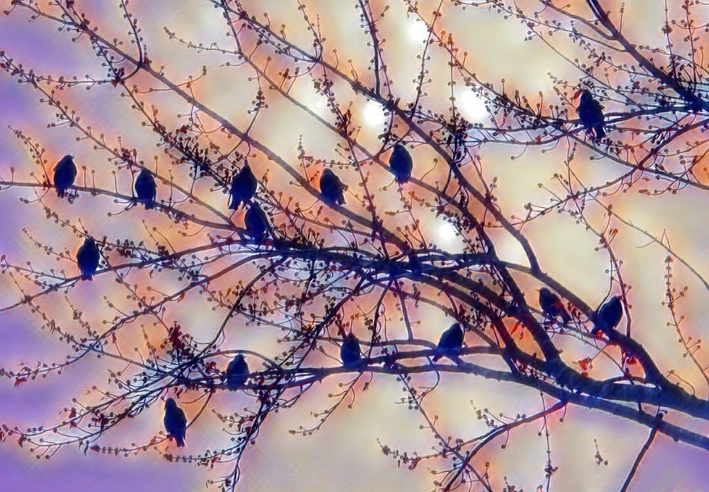 Starlings edited by amyk