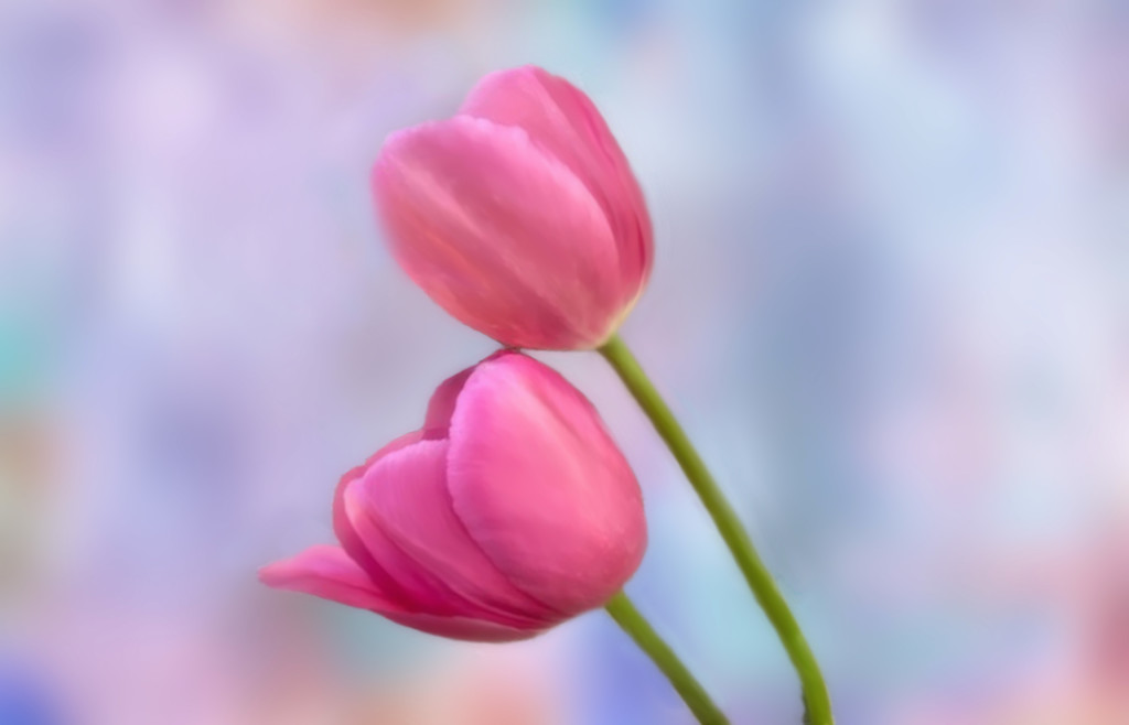 Mom's Birthday Tulips  by joysfocus