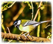 31st Dec 2019 - Great Tit