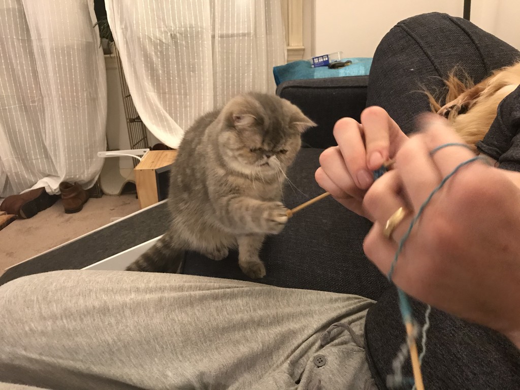 Knitting Buddy  by gratitudeyear