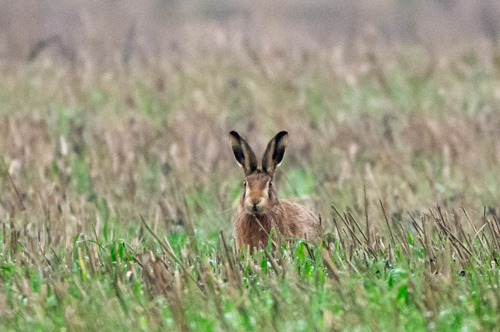 Hare's look at you kid. by stevejacob