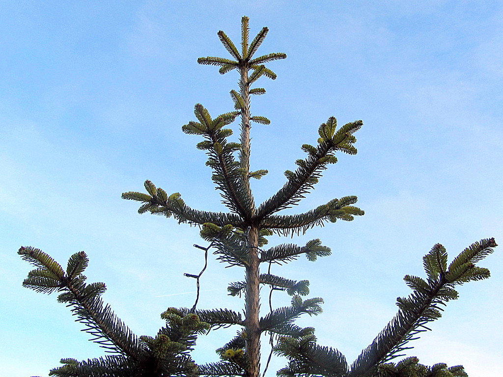 Fir tree and blue sky. by grace55