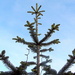 Fir tree and blue sky. by grace55