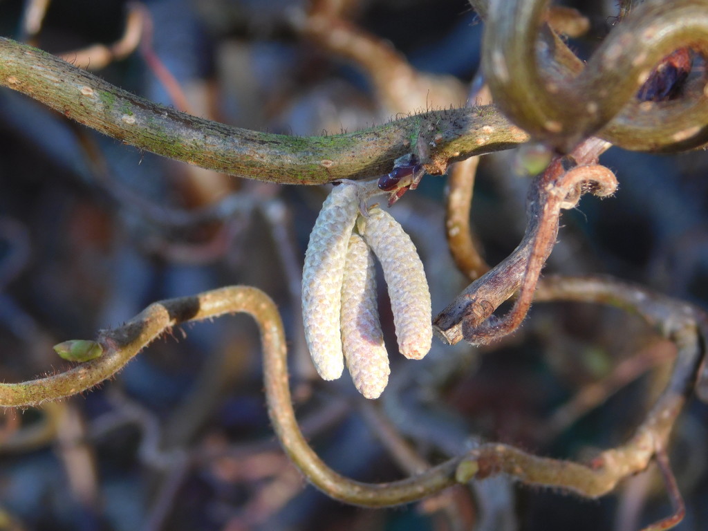 Tiny catkins on my Corkscrew Hazel.   Happy New Year one and all! by 365anne