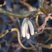 Tiny catkins on my Corkscrew Hazel.   Happy New Year one and all! by 365anne