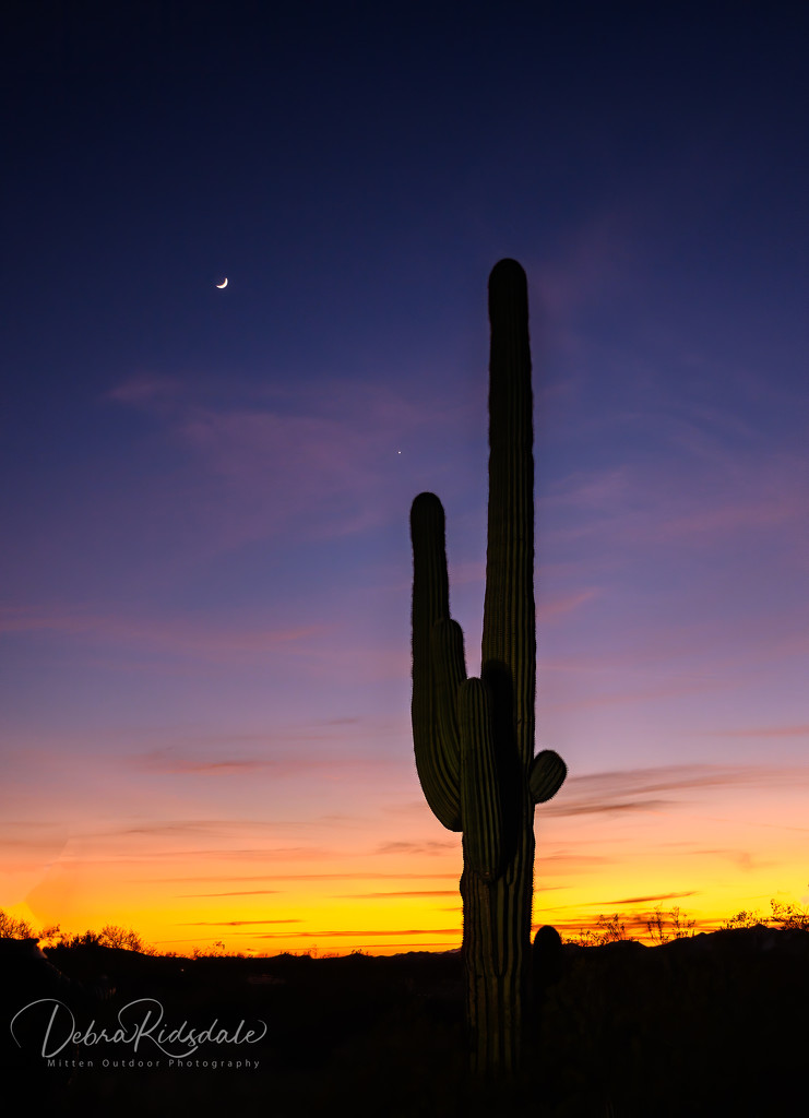 Last saguaro, I promise  by dridsdale