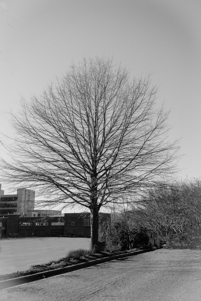Black & white tree by randystreat