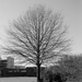 Black & white tree by randystreat