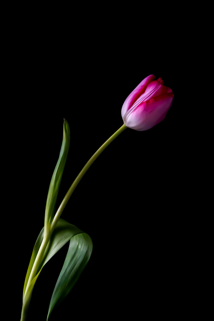 pink tulip by jernst1779