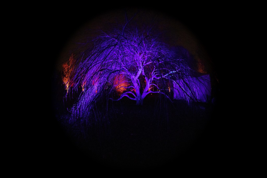 Morton Arboretum Illuminated Tree by jyokota