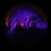 Morton Arboretum Illuminated Tree by jyokota